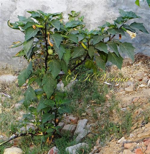  Plant